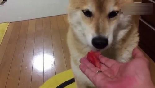 狗狗的吃瓜视频大全,萌态百出,笑料连连!