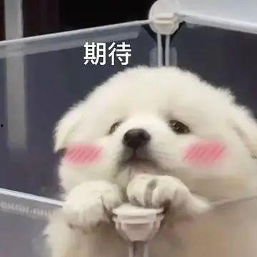 武汉吃瓜萌宠视频大全,吃瓜萌宠视频大全集锦