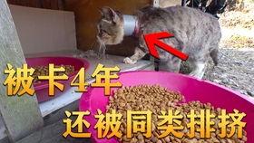 专卖吃瓜视频违法吗,揭秘网络传播中的法律边界