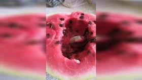 柳州七夕吃瓜事件视频,一场引发热议的甜蜜误会