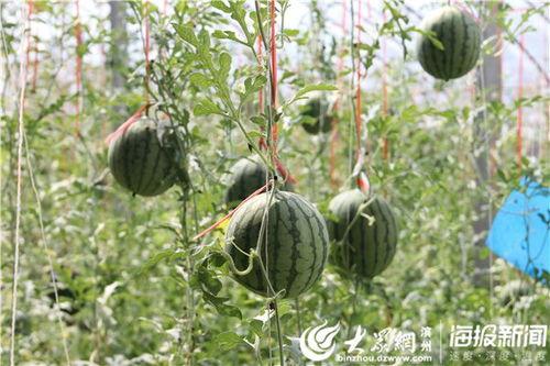 酉阳吃瓜事件视频最新情况,最新进展揭秘,真相大白引热议”