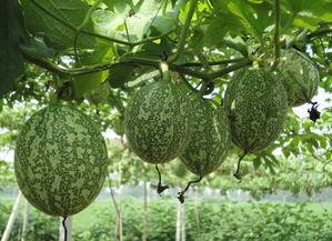 吊瓜能不能蒸着吃呢视频,探索美味与营养的双重享受