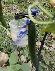 榆中定远吃瓜事件真相视频,揭秘真相背后的惊人内幕