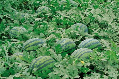 白沟花店吃瓜视频大全,趣味横生的花店日常