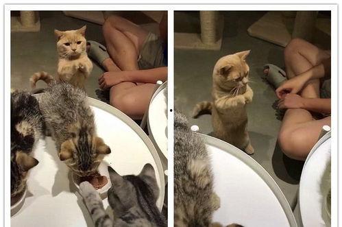 相扑猫全集酒店视频吃瓜