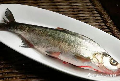 林大仙吃八瓜鱼视频大全,趣味视频大盘点